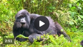 Robin Roberts travels to Rwanda to see endangered mountain gorillas in the wild