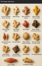 Ginger
