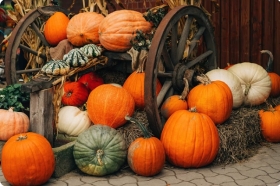 Pumpkin prices impacted by extreme heat, high diesel costs: Farmer